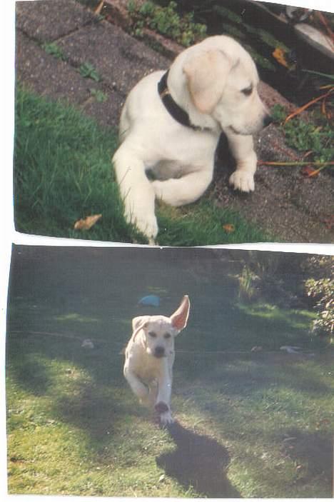 Labrador retriever Mickey billede 16