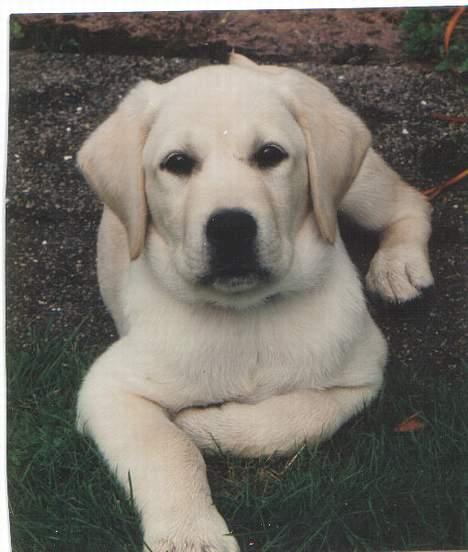 Labrador retriever Mickey billede 17