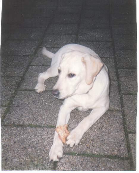 Labrador retriever Mickey billede 18