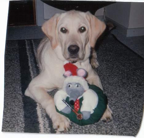 Labrador retriever Mickey billede 19