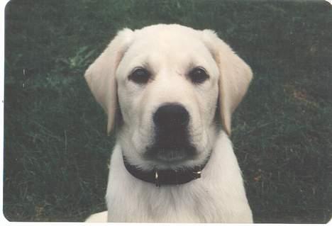 Labrador retriever Mickey billede 20
