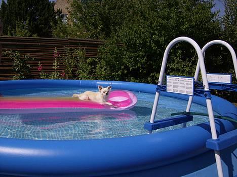 Chihuahua Chico - Jeg tar´ mig lige en lille svømmetur.. Hehe billede 1