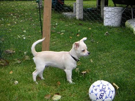 Chihuahua Chico billede 2