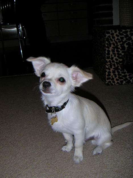 Chihuahua Chico billede 3