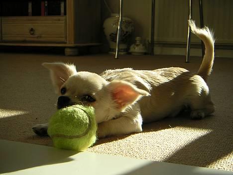 Chihuahua Chico billede 4