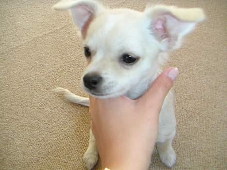 Chihuahua Chico billede 5