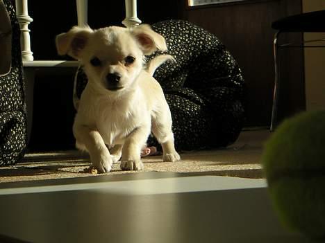 Chihuahua Chico billede 6