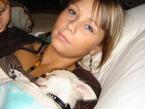 Chihuahua Chico - Sover lige så dejligt hos mor! billede 7