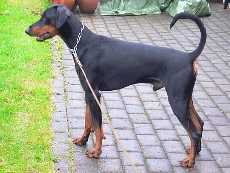 Dobermann Jotunheim's Humle R.I.P. - Humle i fuld figur... (20-05-06) billede 20