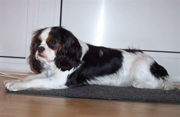 Cavalier king charles spaniel Ziggy  billede 7