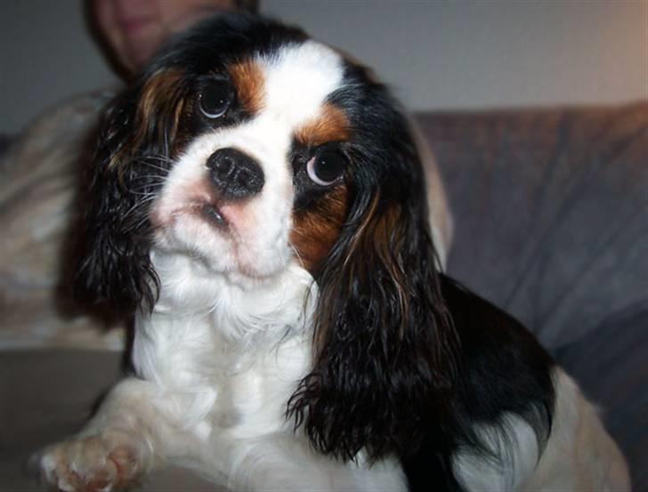 Cavalier king charles spaniel Ziggy  billede 8