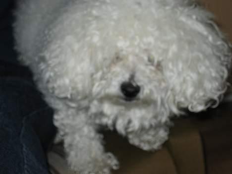 Bichon à poil frisé Bonnie billede 4