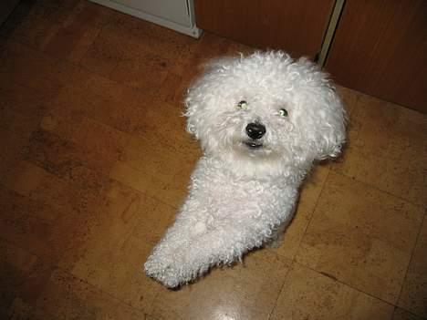 Bichon à poil frisé Bonnie billede 5