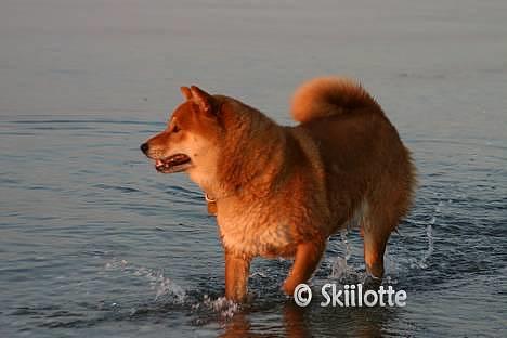 Shiba  - Luie *R.I.P* - * NYT -  billede 12