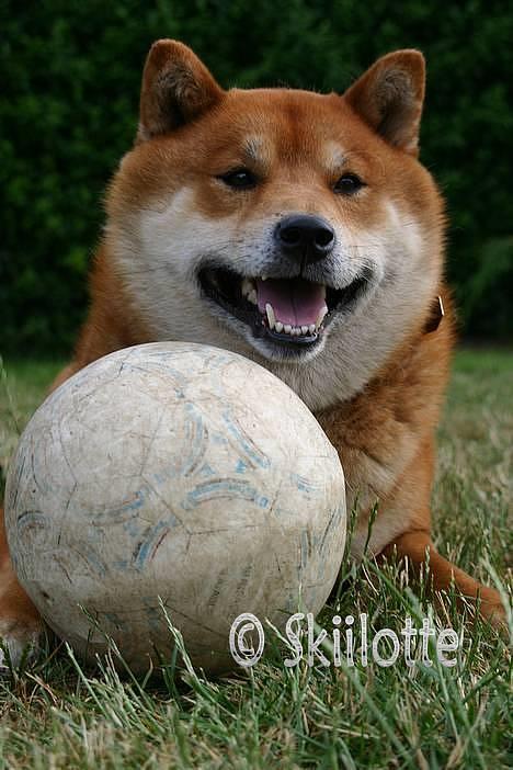 Shiba  - Luie *R.I.P* - * NYT - MIN bold.. smiley.. ;o) billede 13