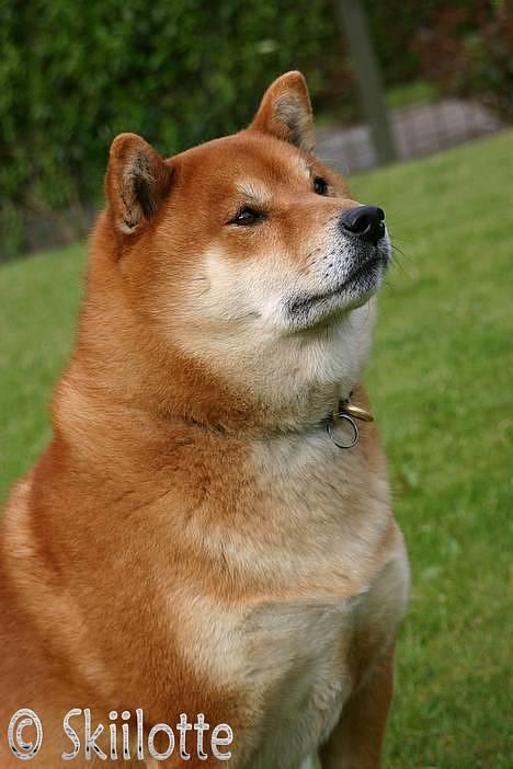 Shiba  - Luie *R.I.P* - * Nyt - holder godt øje med det hele., ;o) billede 14