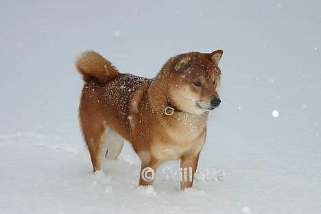 Shiba  - Luie *R.I.P* billede 15