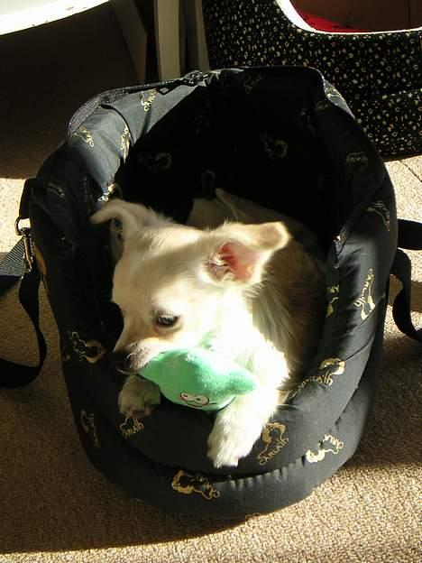 Chihuahua Chico billede 9