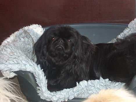 Pekingeser mila - bare dejligt med en dejlig kurv at slappe af i  billede 8