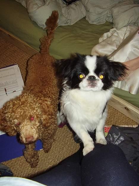 Japanese soya - vi helt uskyldige billede 13