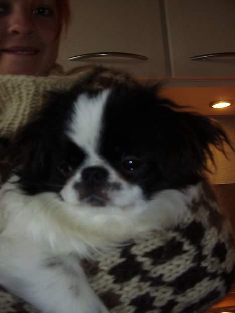 Japanese soya - ahhh blødt billede 14