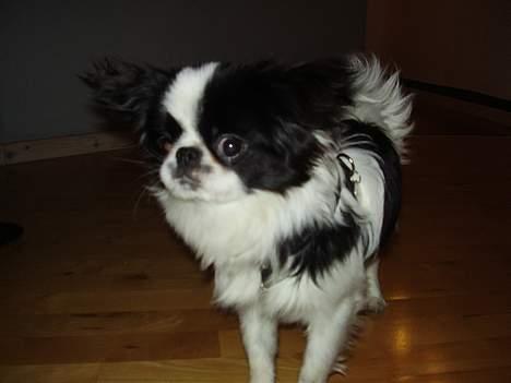 Japanese soya - WEEEEEE! billede 15