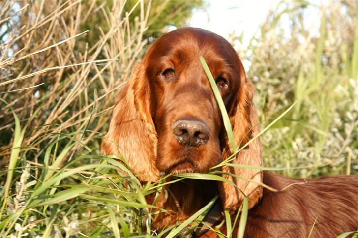 Irsk setter Apollo - vores engel  - Apollo vinter 2004 billede 10