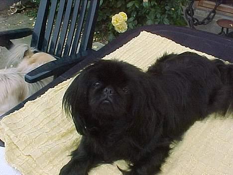 Pekingeser mila - dejligt min meneskemor har lige børstet mig så nu er jeg i top billede 9