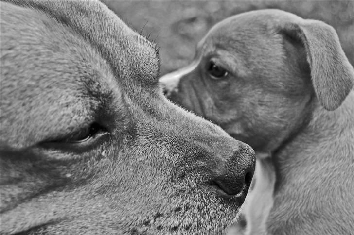 Staffordshire bull terrier    CH.Angelic Staff Ninja - Skønne Ninja sammen med Skøn hvalp billede 17