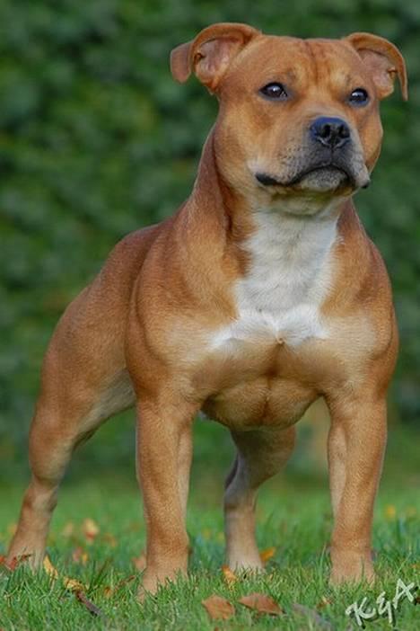 Staffordshire bull terrier    CH.Angelic Staff Ninja - *NYT 18/11* Ninja 16mdr -nu med 2 CERT billede 18