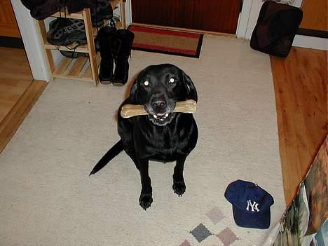 Labrador retriever Roddie - Hvorfor skal jeg sidde her, kan jeg ik bare få lov at spise mit ben... hmf... billede 2
