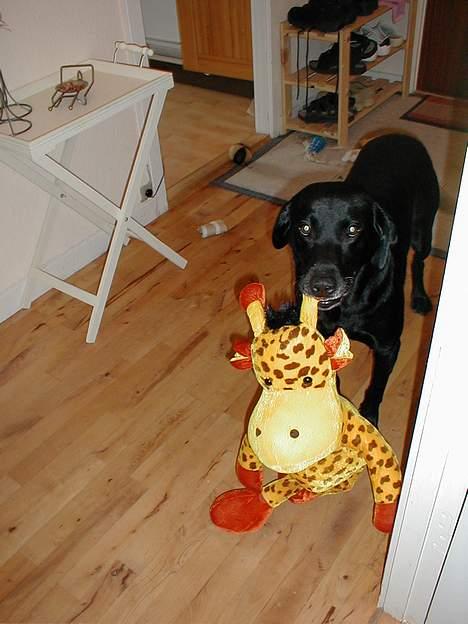 Labrador retriever Roddie - Bamse?? hvilken bamse??? Det kender jeg ik noget til.... !!! billede 3