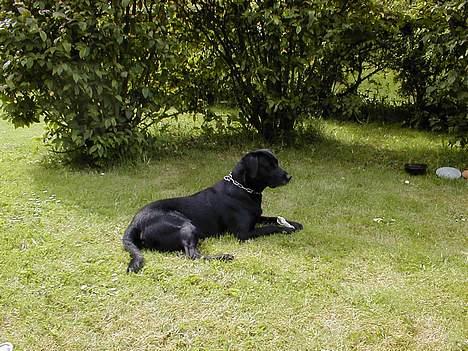 Labrador retriever Roddie - Så er der dømt afslapning i skyggen en skøn sommer dag billede 4