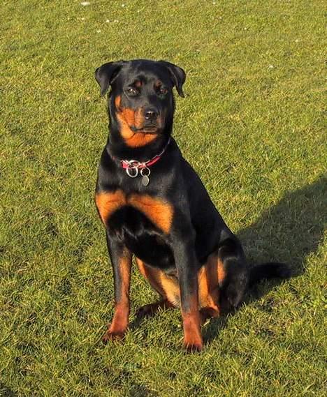 Rottweiler Brown Emma's Jessie billede 1