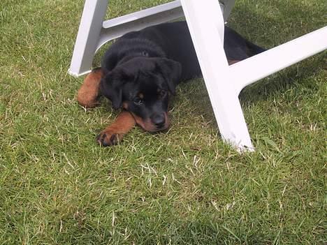 Rottweiler Brown Emma's Jessie - ja - det var dengang jeg var så lille jeg kunne ligge under en stol billede 2