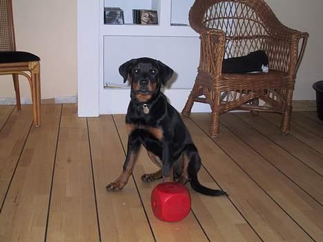 Rottweiler Brown Emma's Jessie - se min flotte terning billede 3