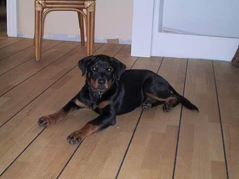 Rottweiler Brown Emma's Jessie billede 4