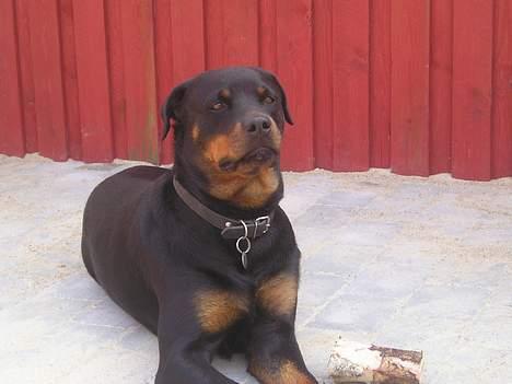 Rottweiler Brown Emma's Jessie - sommer 2005 billede 8