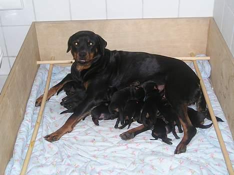 Rottweiler Brown Emma's Jessie - ja - det var d. 11/11-04 - 11 hvalpe fik jeg - uha det var hårdt billede 10