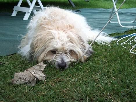 Coton de tulear Miki - Miki på camping i Luxemburg billede 13