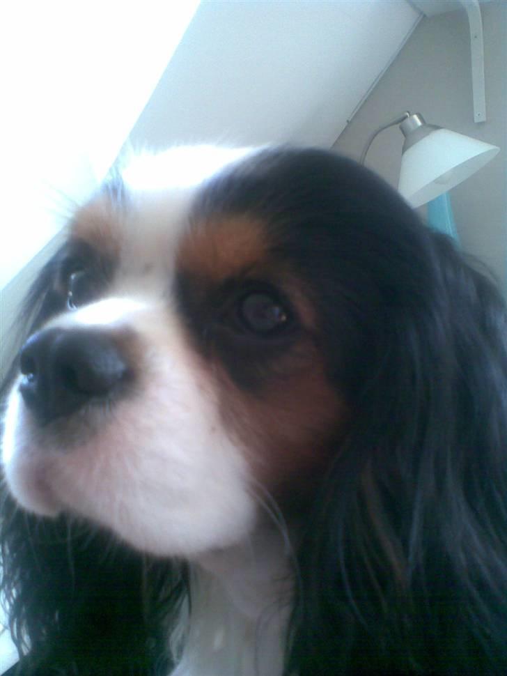 Cavalier king charles spaniel Lisbethsminde's James  billede 1