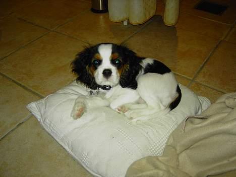 Cavalier king charles spaniel Lisbethsminde's James  billede 2