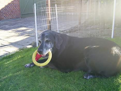 Labrador retriever buller *Død - hvad!? billede 2