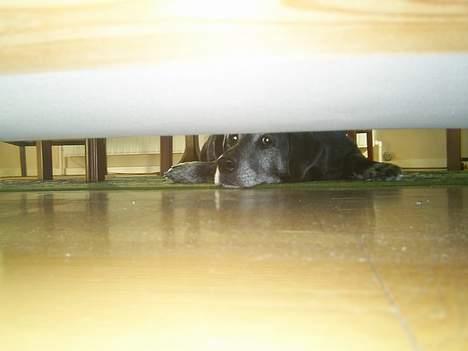 Labrador retriever buller *Død - titte-bøhh billede 3