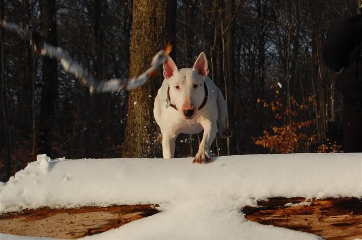 Bullterrier Diva *Himmelhund* - fuld firspring billede 18