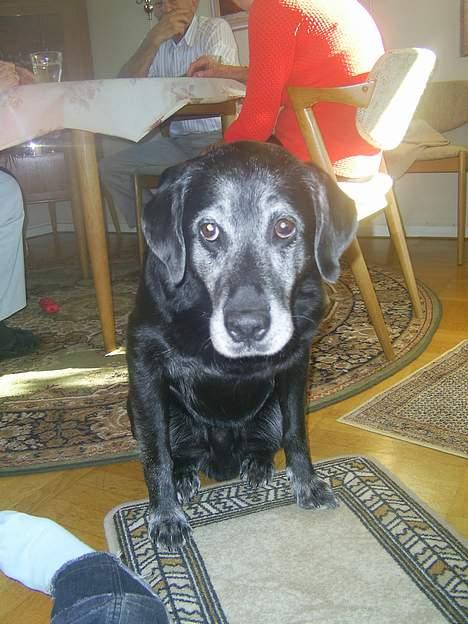 Labrador retriever buller *Død - disse øjne kan du da ikke stå for!? billede 4