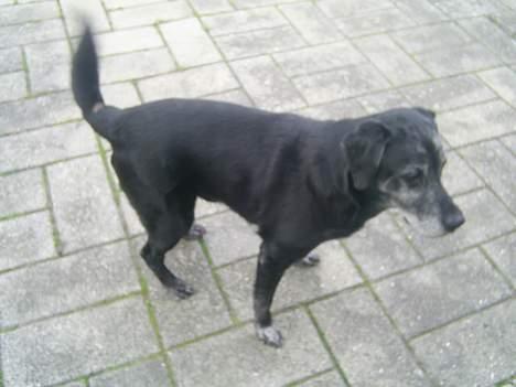 Labrador retriever buller *Død - så kan du lige se hans krop billede 5