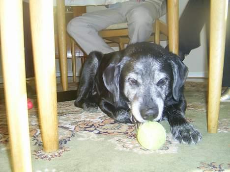 Labrador retriever buller *Død - min bold! billede 6