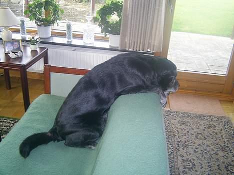 Labrador retriever buller *Død - jeg vil over!!! billede 7