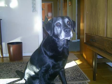 Labrador retriever buller *Død - kom nu! kast så forpokker!!! billede 8